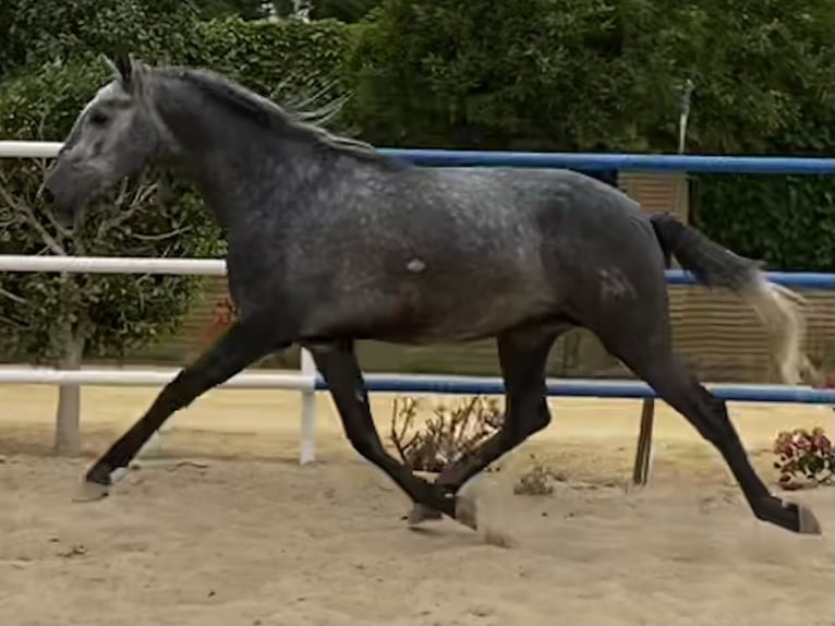 PRE Croisé Étalon 3 Ans 165 cm Gris in Fuentes De Andalucia