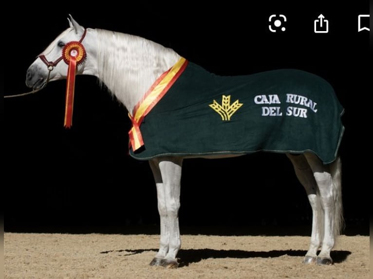 PRE Croisé Étalon 3 Ans 165 cm Gris in Fuentes De Andalucia