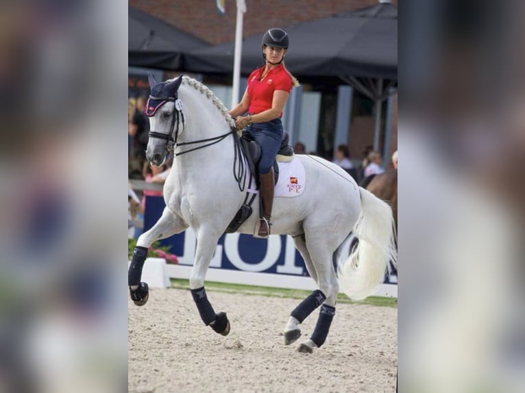 PRE Croisé Étalon 3 Ans 165 cm Gris in Fuentes De Andalucia