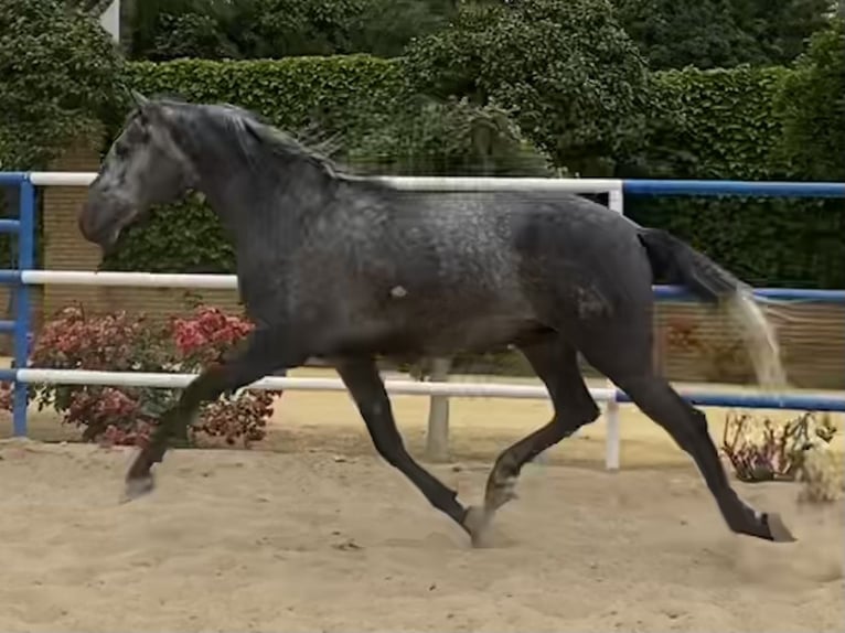 PRE Croisé Étalon 3 Ans 165 cm Gris in Fuentes De Andalucia