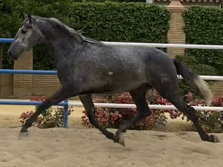 PRE Croisé Étalon 3 Ans 165 cm Gris in Fuentes De Andalucia