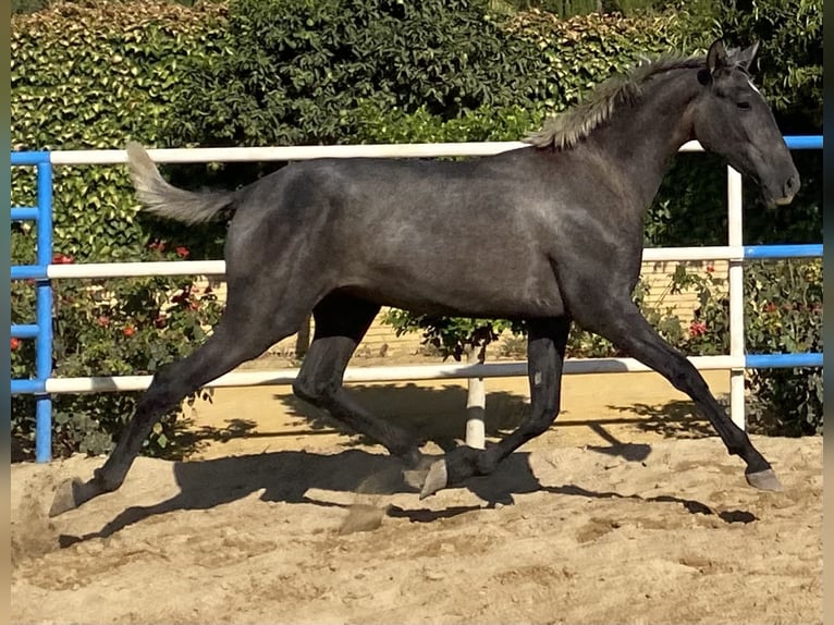 PRE Croisé Étalon 3 Ans 165 cm Gris in Fuentes De Andalucia