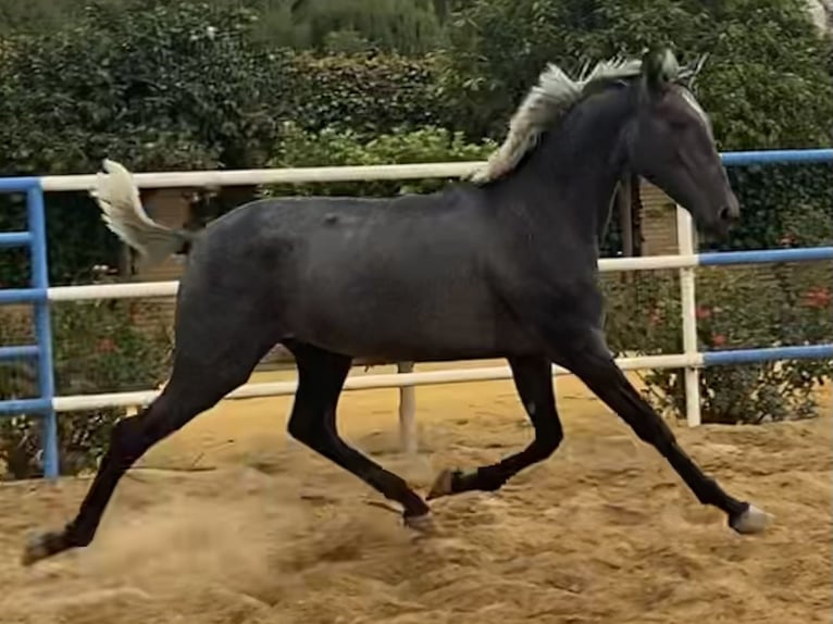 PRE Croisé Étalon 3 Ans 165 cm Gris in Fuentes De Andalucia