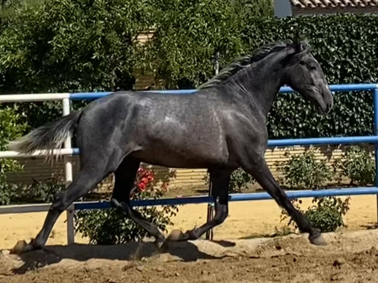 PRE Croisé Étalon 3 Ans 165 cm Gris in Fuentes De Andalucia