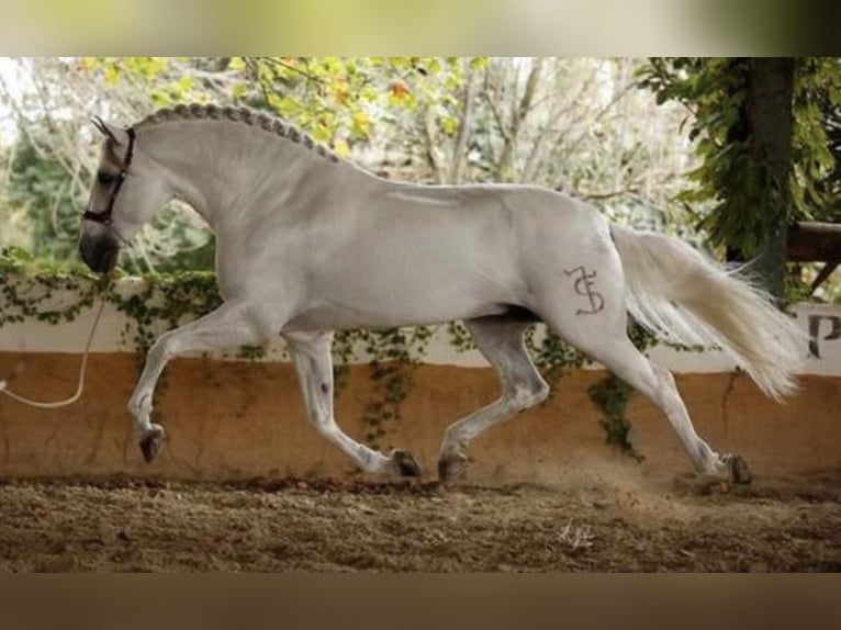 PRE Croisé Étalon 3 Ans 165 cm Gris in Fuentes De Andalucia