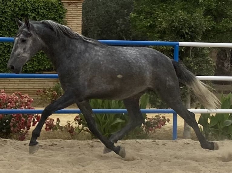 PRE Croisé Étalon 3 Ans 165 cm Gris in Fuentes De Andalucia