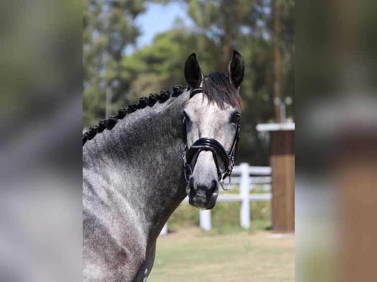 PRE Croisé Étalon 3 Ans 165 cm Gris in Sevilla