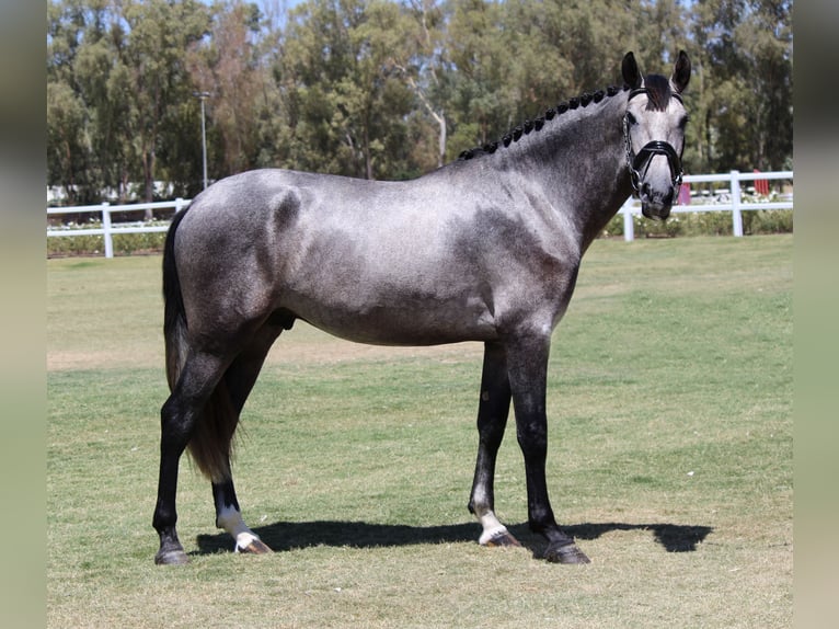 PRE Croisé Étalon 3 Ans 165 cm Gris in Sevilla