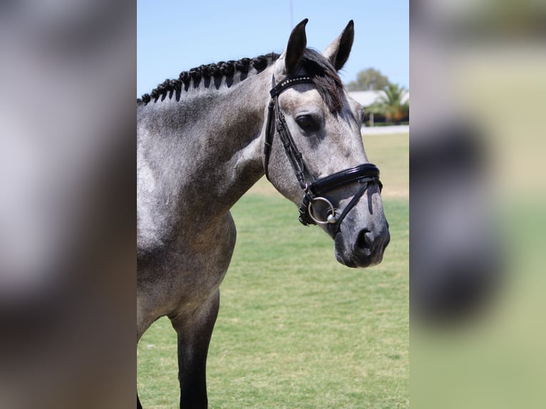 PRE Croisé Étalon 3 Ans 165 cm Gris in Sevilla