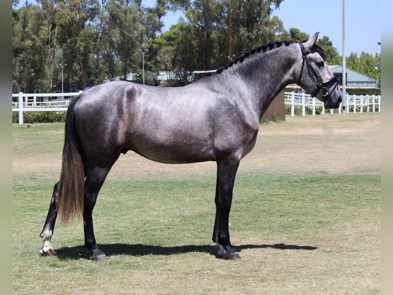 PRE Croisé Étalon 3 Ans 165 cm Gris in Sevilla