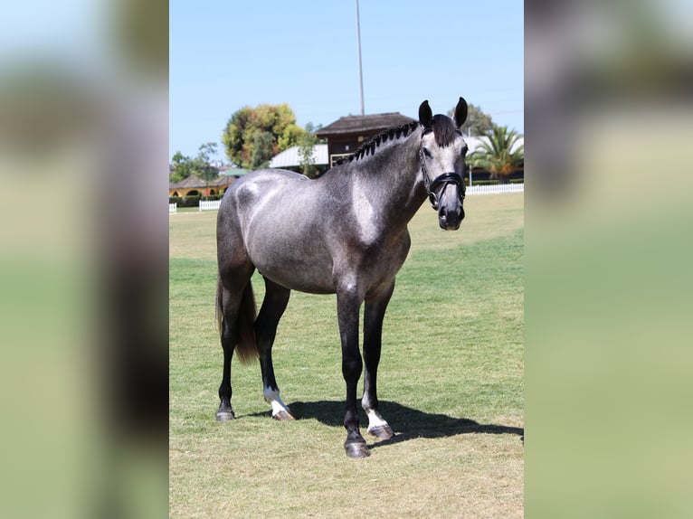 PRE Croisé Étalon 3 Ans 165 cm Gris in Sevilla