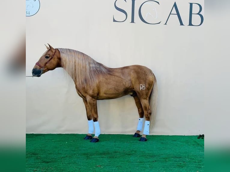 PRE Croisé Étalon 3 Ans 165 cm Gris in Galaroza (Huelva)