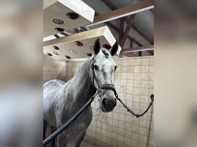 PRE Croisé Étalon 3 Ans 165 cm Gris in Warendorf