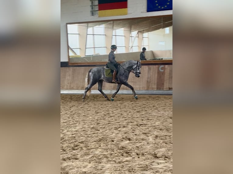 PRE Croisé Étalon 3 Ans 165 cm Gris in Warendorf PRE Croisé Étalon 3 Ans 165 cm Gris in Warendorf