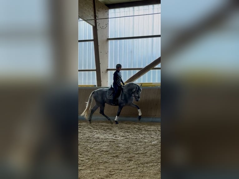 PRE Croisé Étalon 3 Ans 165 cm Gris in Warendorf PRE Croisé Étalon 3 Ans 165 cm Gris in Warendorf