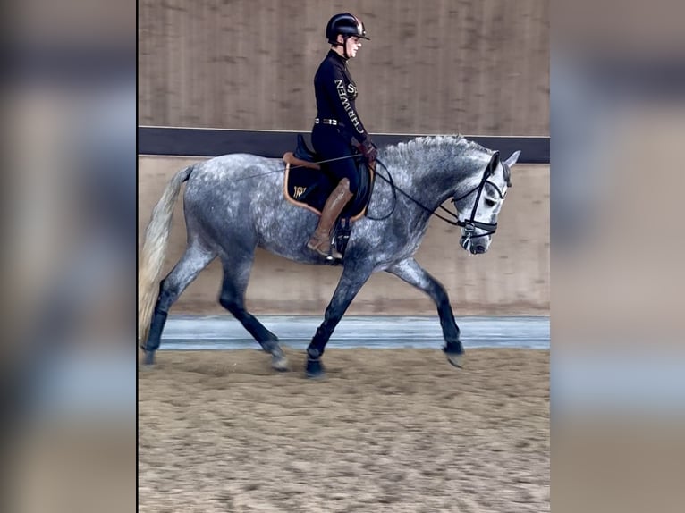PRE Croisé Étalon 3 Ans 165 cm Gris in Warendorf