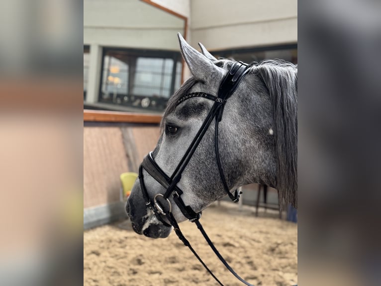 PRE Croisé Étalon 3 Ans 165 cm Gris in Warendorf PRE Croisé Étalon 3 Ans 165 cm Gris in Warendorf