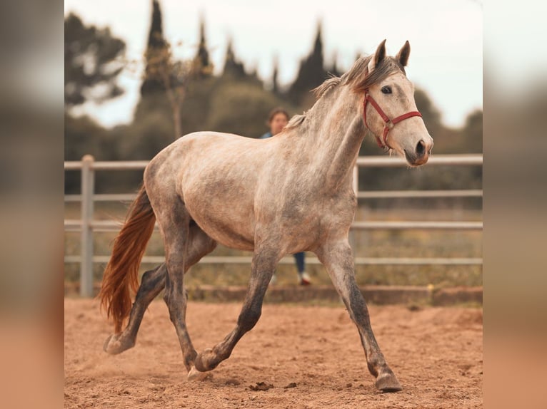 PRE Étalon 3 Ans 165 cm Gris in Felanitx