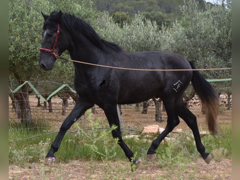 PRE Étalon 3 Ans 165 cm Gris in Mallorca