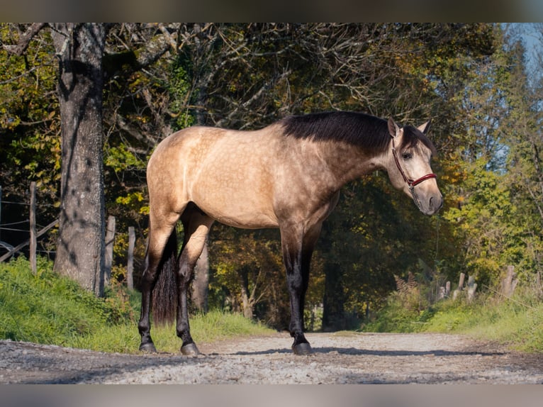 PRE Étalon 3 Ans 165 cm Isabelle in CAUMONT