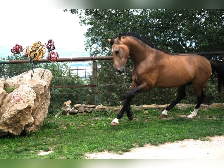 PRE Croisé Étalon 3 Ans 165 cm Isabelle in Hamburg