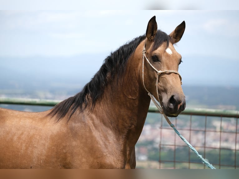 PRE Croisé Étalon 3 Ans 165 cm Isabelle in Hamburg