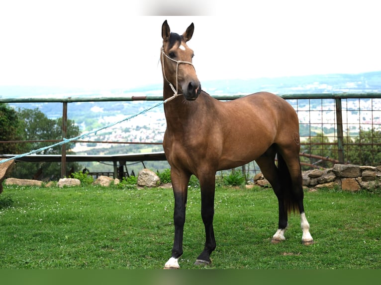 PRE Croisé Étalon 3 Ans 165 cm Isabelle in Hamburg