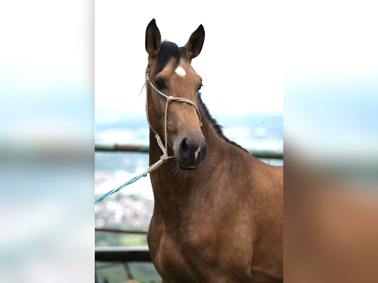 PRE Croisé Étalon 3 Ans 165 cm Isabelle in Hamburg