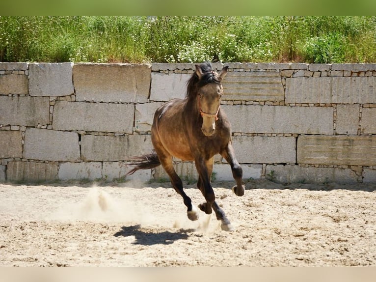 PRE Étalon 3 Ans 165 cm Isabelle in Vilamarín