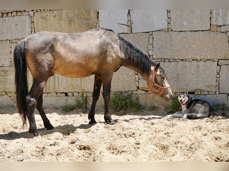 PRE Étalon 3 Ans 165 cm Isabelle in Vilamarín