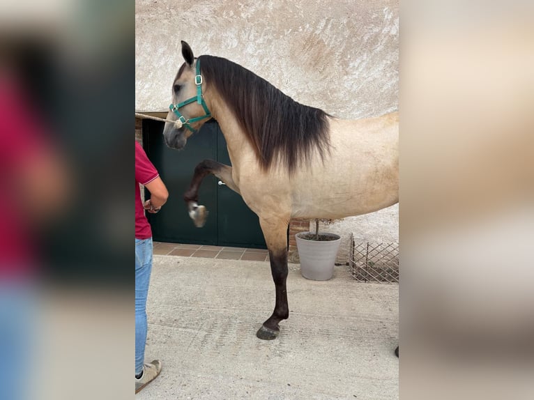 PRE Croisé Étalon 3 Ans 165 cm Isabelle in Hamburg