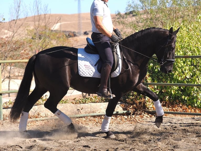 PRE Croisé Étalon 3 Ans 165 cm Noir in Navas Del Madroño