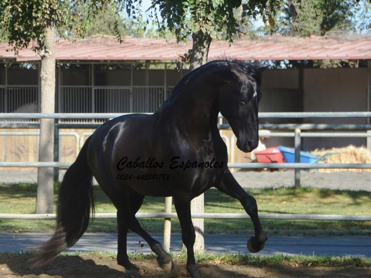 PRE Étalon 3 Ans 165 cm Noir in Vejer de la Frontera