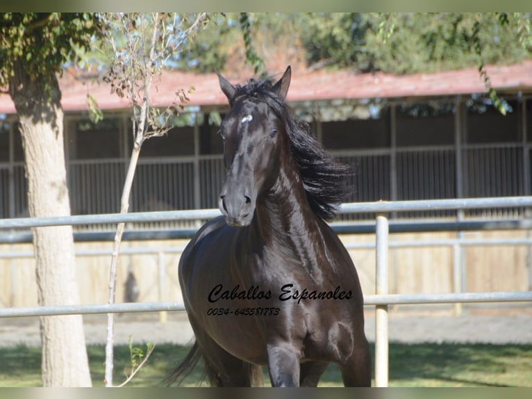 PRE Étalon 3 Ans 165 cm Noir in Vejer de la Frontera