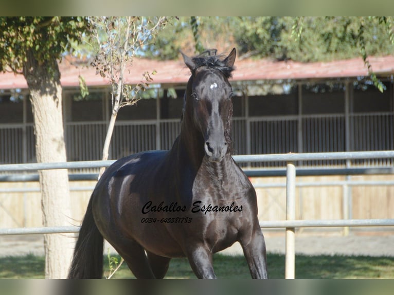 PRE Étalon 3 Ans 165 cm Noir in Vejer de la Frontera