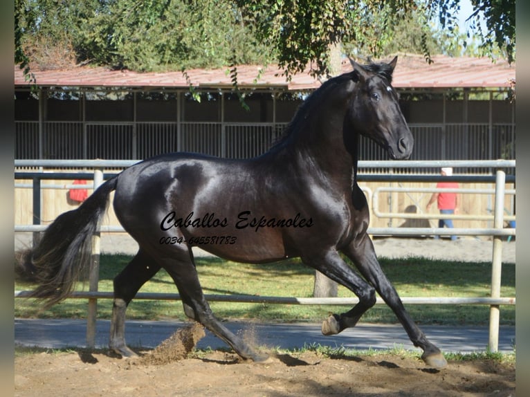 PRE Étalon 3 Ans 165 cm Noir in Vejer de la Frontera