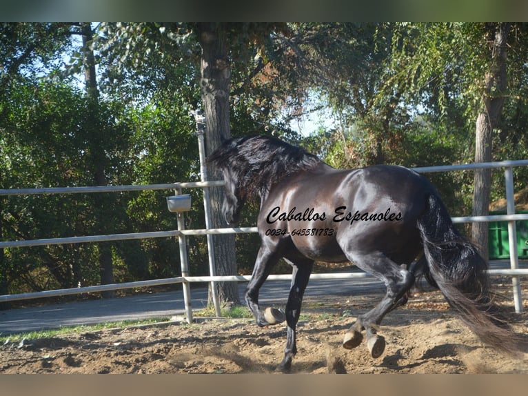 PRE Étalon 3 Ans 165 cm Noir in Vejer de la Frontera