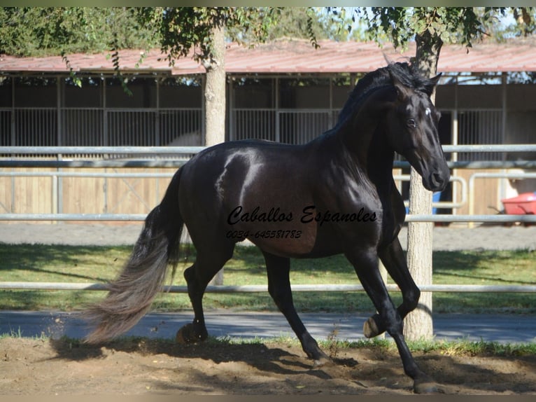 PRE Étalon 3 Ans 165 cm Noir in Vejer de la Frontera