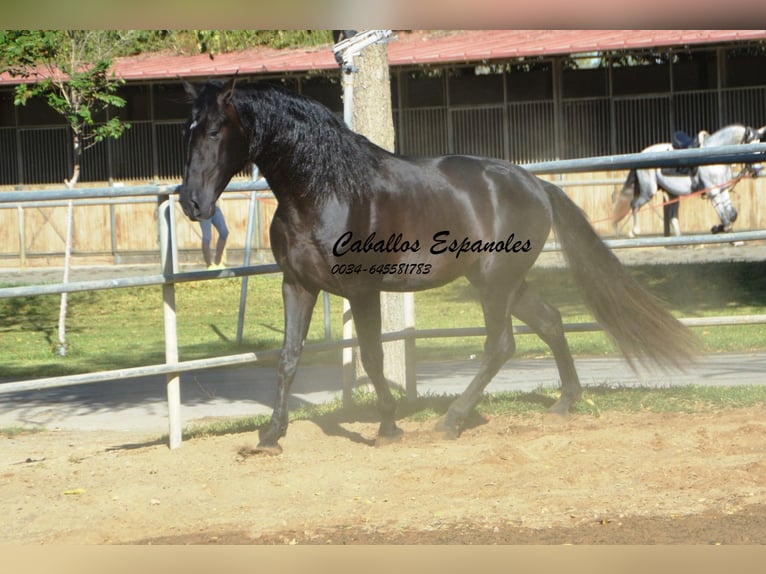 PRE Étalon 3 Ans 165 cm Noir in Vejer de la Frontera