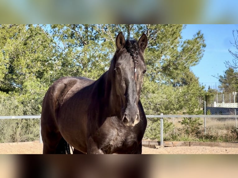 PRE Étalon 3 Ans 165 cm Noir in Pedralba