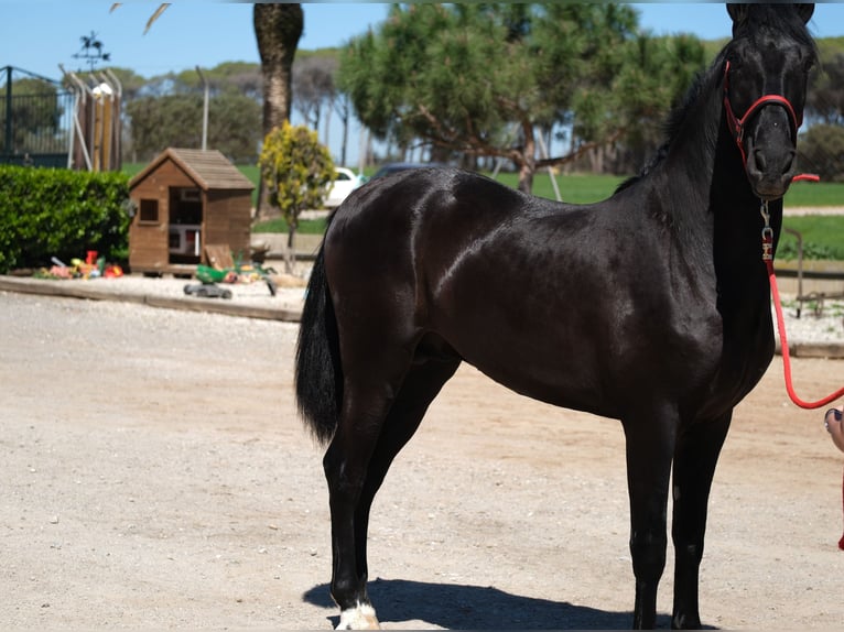 PRE Étalon 3 Ans 165 cm Noir in Hamburg