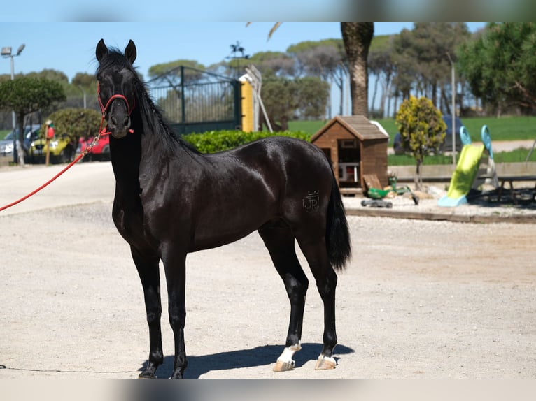 PRE Étalon 3 Ans 165 cm Noir in Hamburg