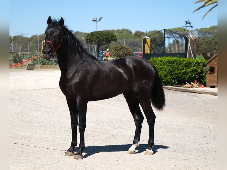 PRE Étalon 3 Ans 165 cm Noir in Hamburg