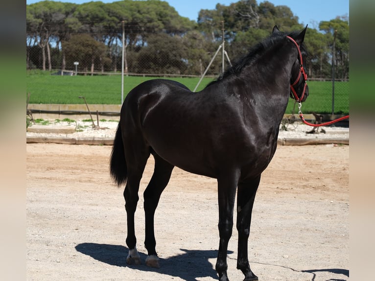 PRE Étalon 3 Ans 165 cm Noir in Hamburg