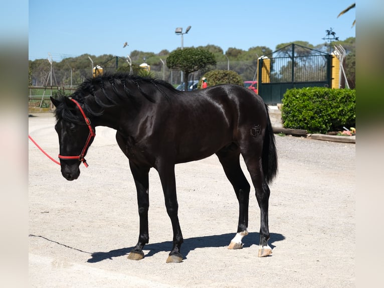 PRE Étalon 3 Ans 165 cm Noir in Hamburg
