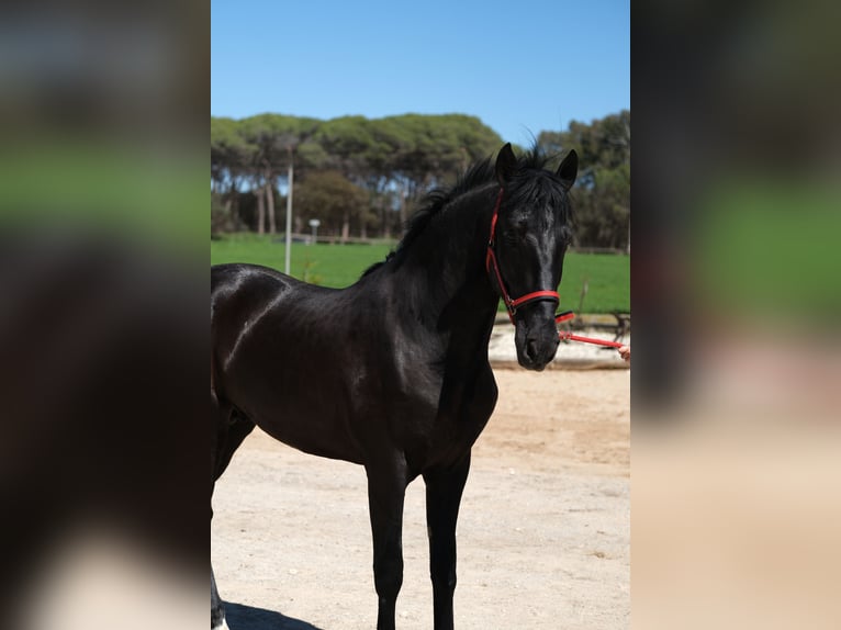 PRE Étalon 3 Ans 165 cm Noir in Hamburg
