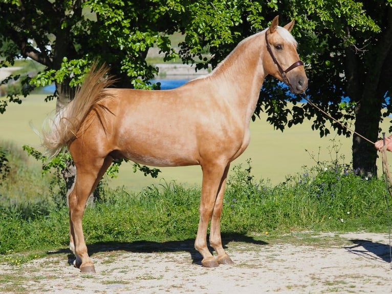 PRE Croisé Étalon 3 Ans 165 cm Palomino in NAVAS DEL MADRONO