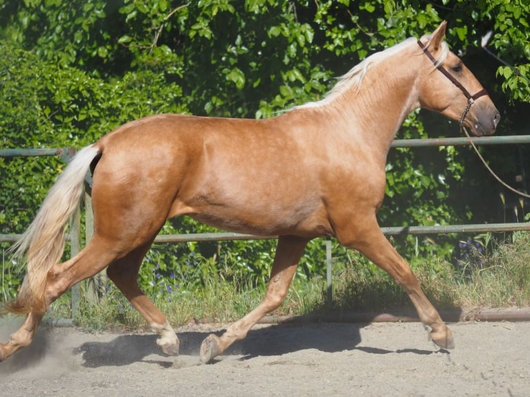 PRE Croisé Étalon 3 Ans 165 cm Palomino in NAVAS DEL MADRONO