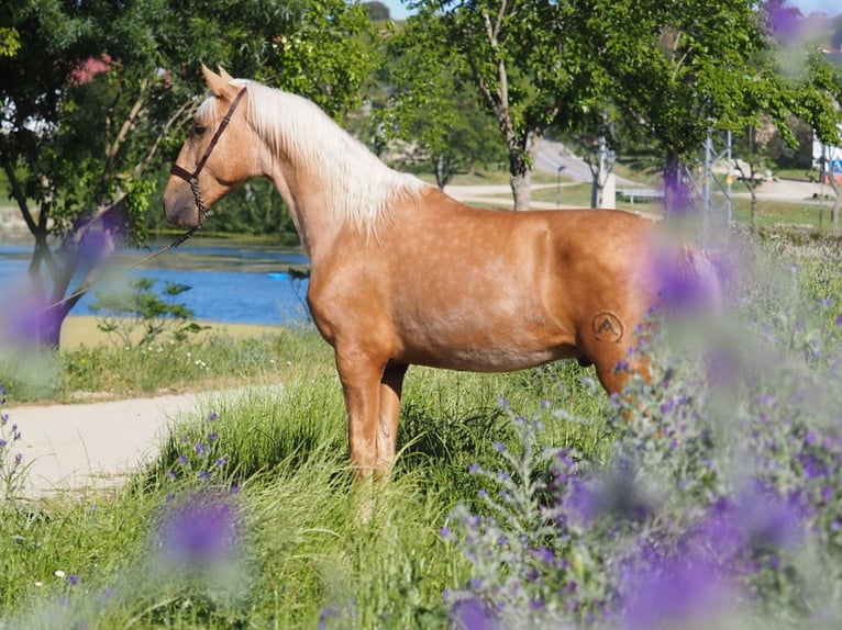 PRE Croisé Étalon 3 Ans 165 cm Palomino in NAVAS DEL MADRONO