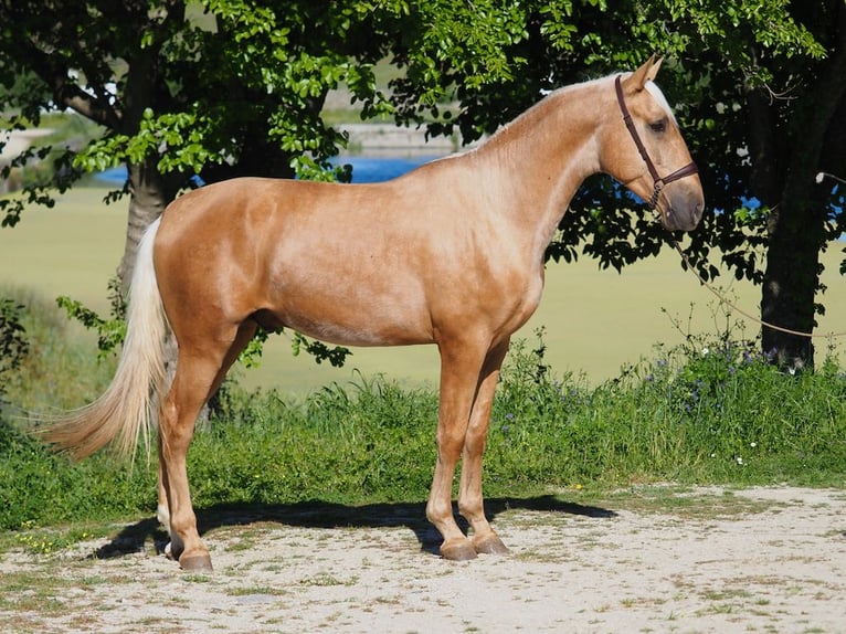 PRE Croisé Étalon 3 Ans 165 cm Palomino in NAVAS DEL MADRONO